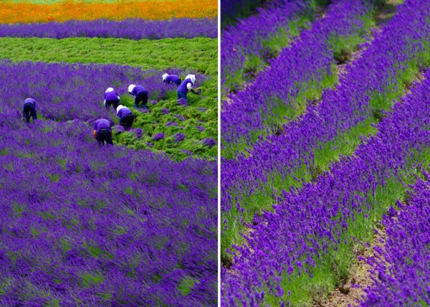 lavender-fields-harvesting-2