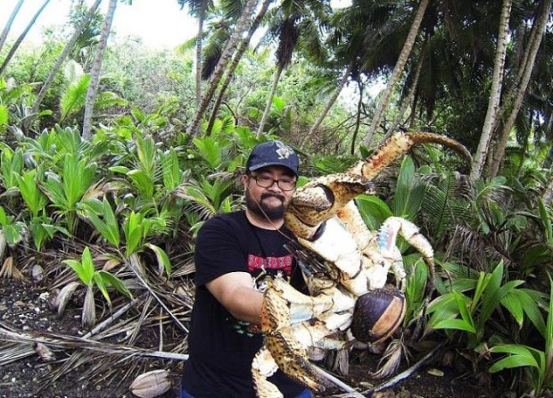giant_coconut_crab_01